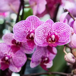 Exposition internationale d’orchidées à Volgelsheim en 2027