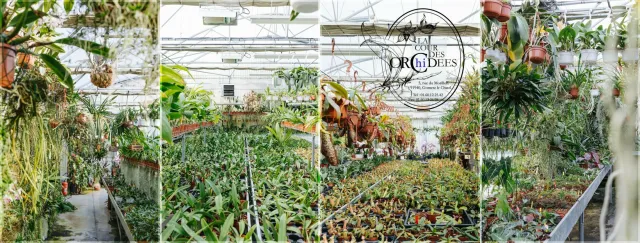 Exposition internationale d’orchidées et de plantes exotiques rares