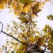 Exposition - J'adore les arbres