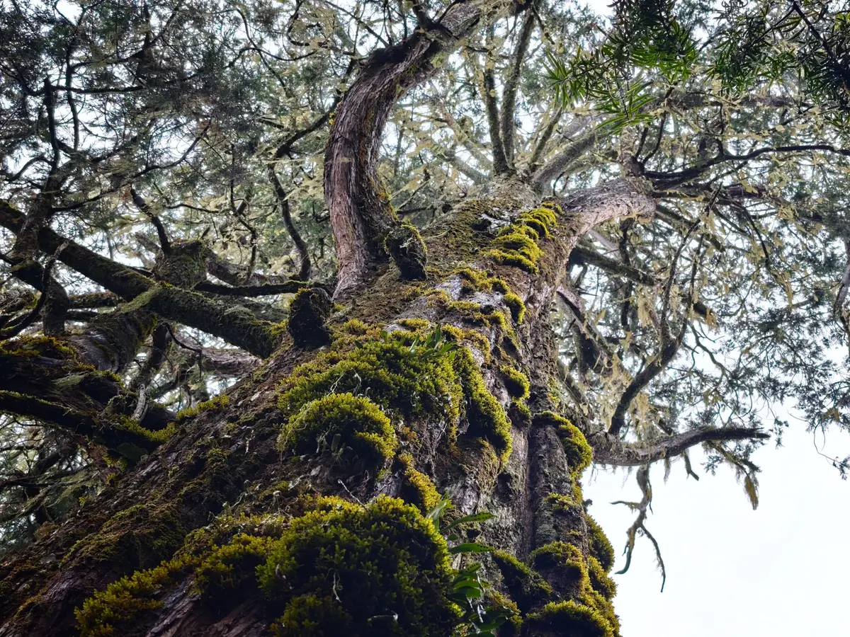 Exposition-Jeu : Arborescence''