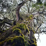 Exposition-Jeu : Arborescence''