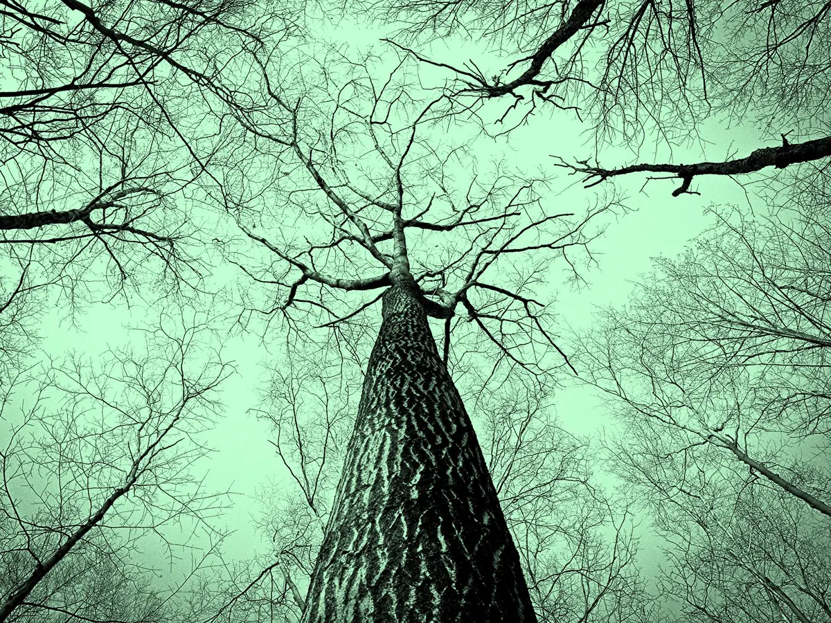 Exposition L'arbre, mémoire du vivant