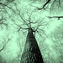 Exposition L'arbre, mémoire du vivant