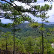 Exposition La Fôret Des Po