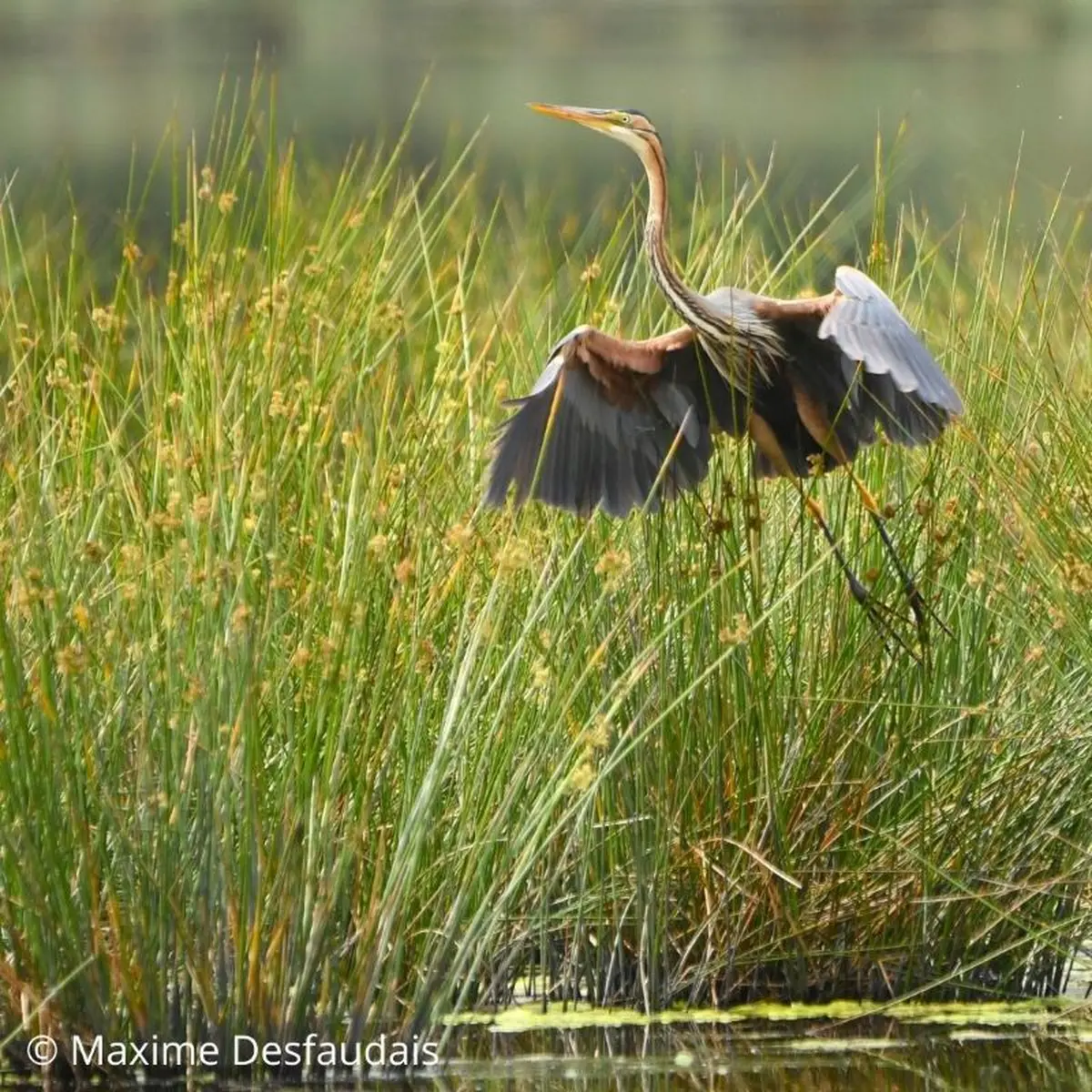 Exposition La Manche, à battement d'ailes