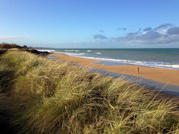 Exposition : la plage, une nature cachée