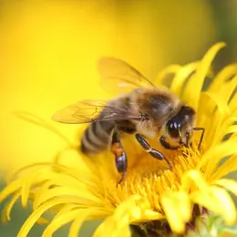 Exposition La vie merveilleuse des abeilles