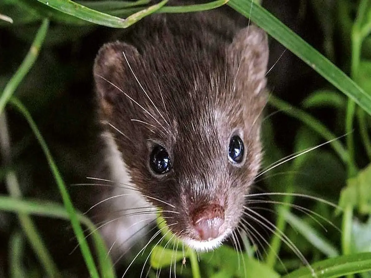 Exposition La vie secrète des petites bêtes d'ici - Livarot