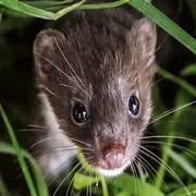 Exposition La vie secrète des petites bêtes d'ici - Livarot