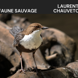 Exposition | Laurent CHAUVETON - Photographie