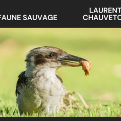 Exposition | Laurent CHAUVETON - Photographie