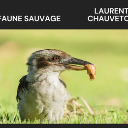 Exposition | Laurent CHAUVETON - Photographie