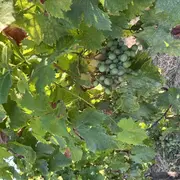 Exposition : Le Jurançon, vin des rois et roi des vins