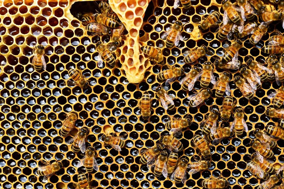 Exposition : Le Miel Et L'Apiculture En Cévennes