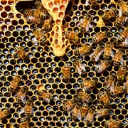 Exposition : Le Miel Et L'Apiculture En Cévennes