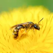 Exposition Le miel et les abeilles