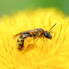 Exposition Le miel et les abeilles