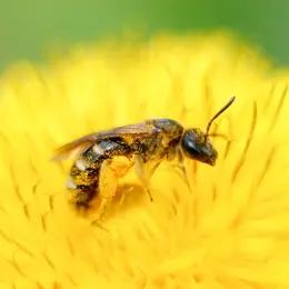 Exposition Le miel et les abeilles