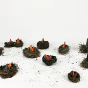 Exposition « Les Carnivores Et Les Oiseaux » De Pierre Fauret