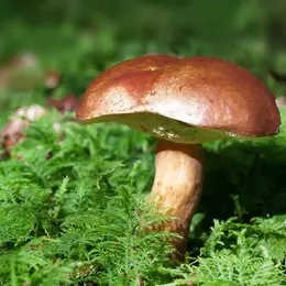 Exposition : Les champignons