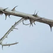 Exposition - Les murmures du vivant