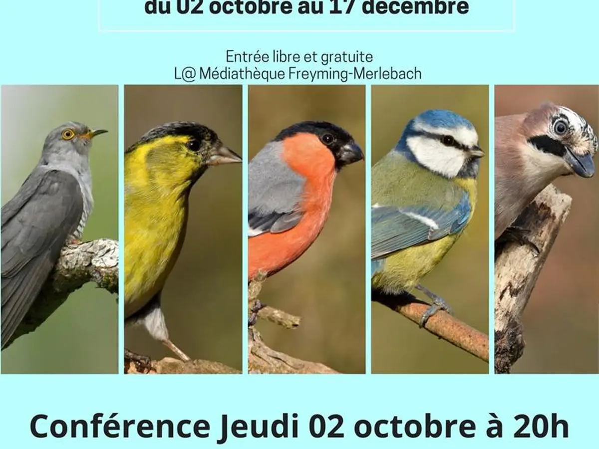 Exposition - Les oiseaux de nos régions