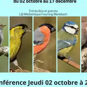 Exposition - Les oiseaux de nos régions