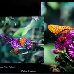 Exposition : Les Papillons