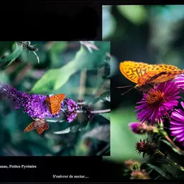 Exposition : Les Papillons