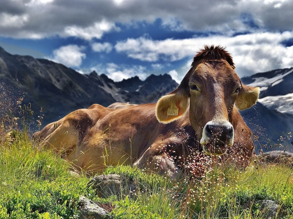 Exposition - Les Vaches, Histoires à Ruminer