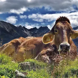 Exposition - Les Vaches, Histoires à Ruminer