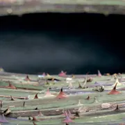 Exposition Lucioles Paysannes de Guillaume de la Follye de Joux