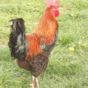 Exposition Nationale d'Aviculture