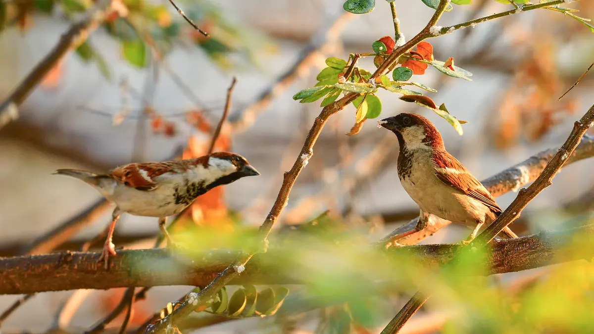 Exposition : Observons les oiseaux
