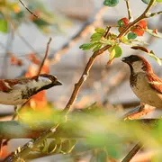 Exposition : Observons les oiseaux