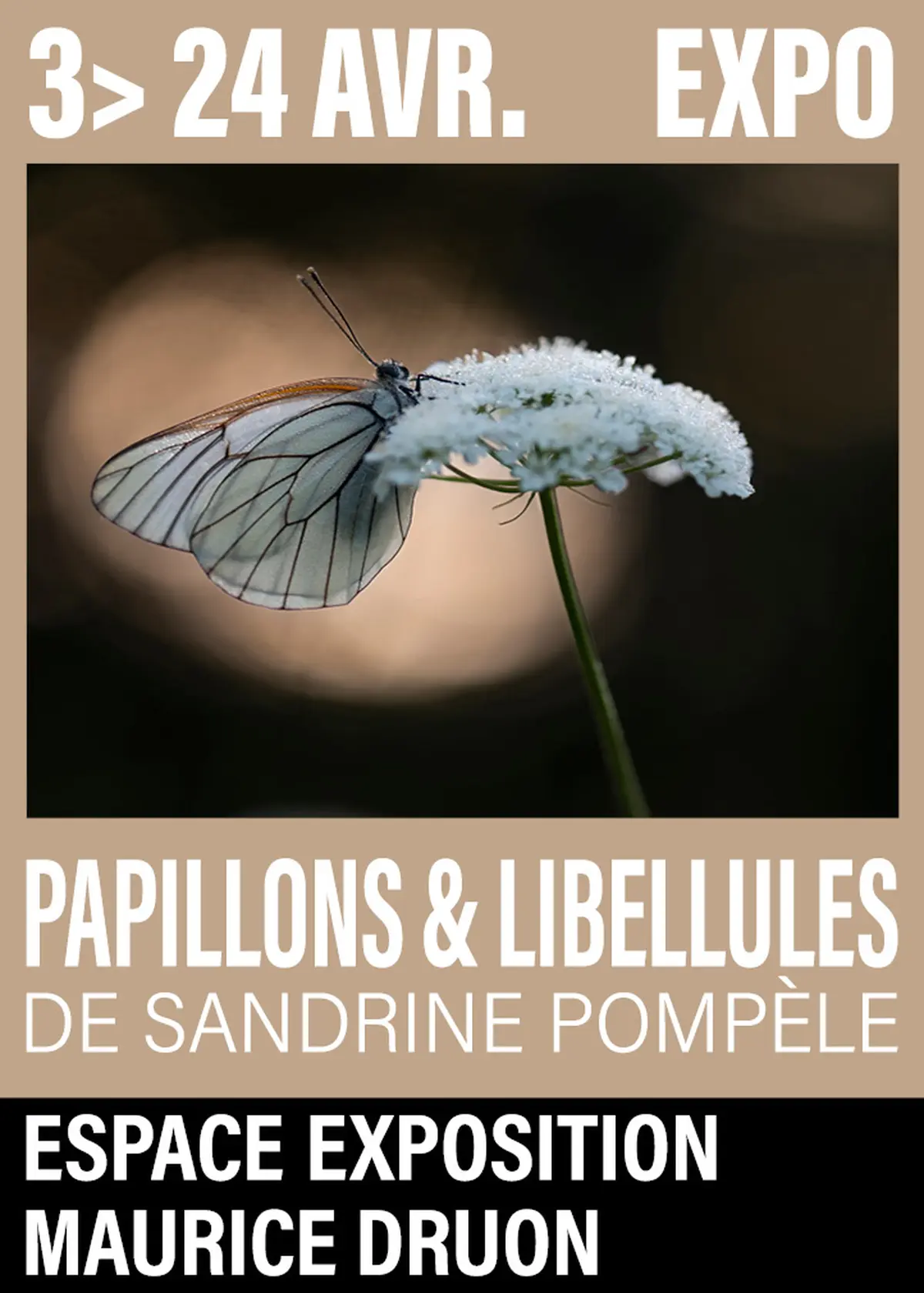 Exposition – Papillons et libellules