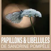 Exposition – Papillons et libellules