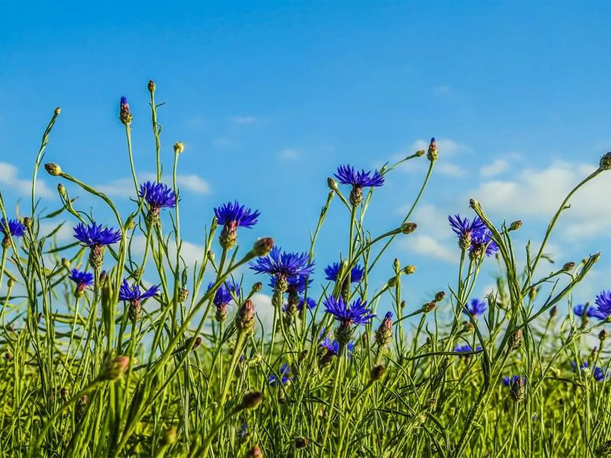 Exposition photographique Fleurs des villes, fleurs des champs
