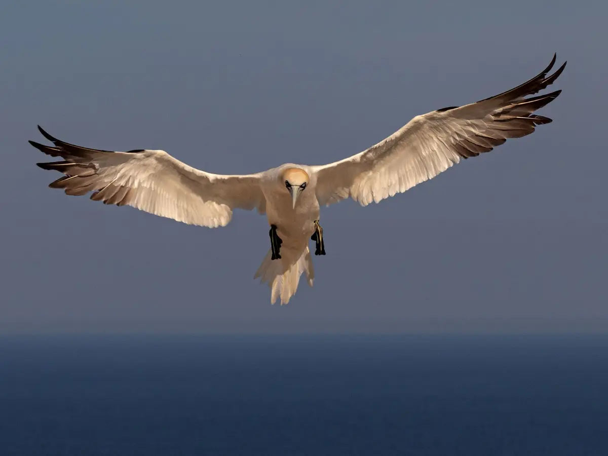 Exposition photographique Oiseaux, entre pose et envol