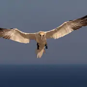 Exposition photographique Oiseaux, entre pose et envol