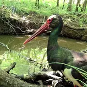 Exposition photos et vidéos de cigognes noires