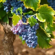 Exposition Récits de Vignes