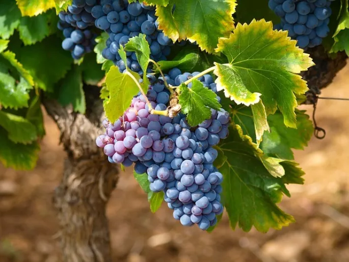 Exposition Récits de Vignes