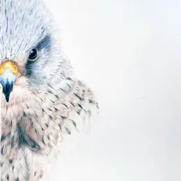 Exposition : Rêverie d'un safari immobile