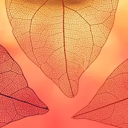 Exposition : Salon d'Automne