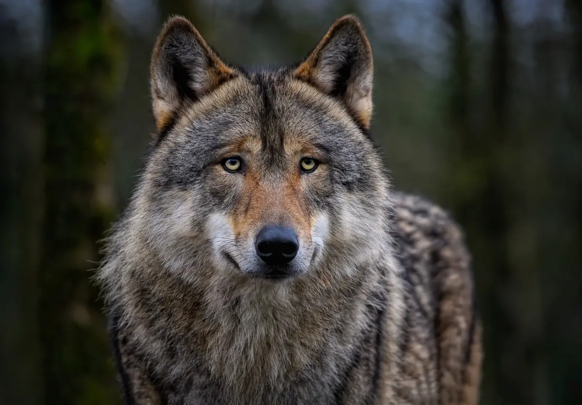 Exposition sur le Loup