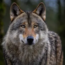 Exposition sur le Loup