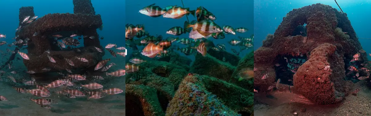 Exposition sur les récifs artificiels landais