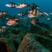 Exposition sur les récifs artificiels landais