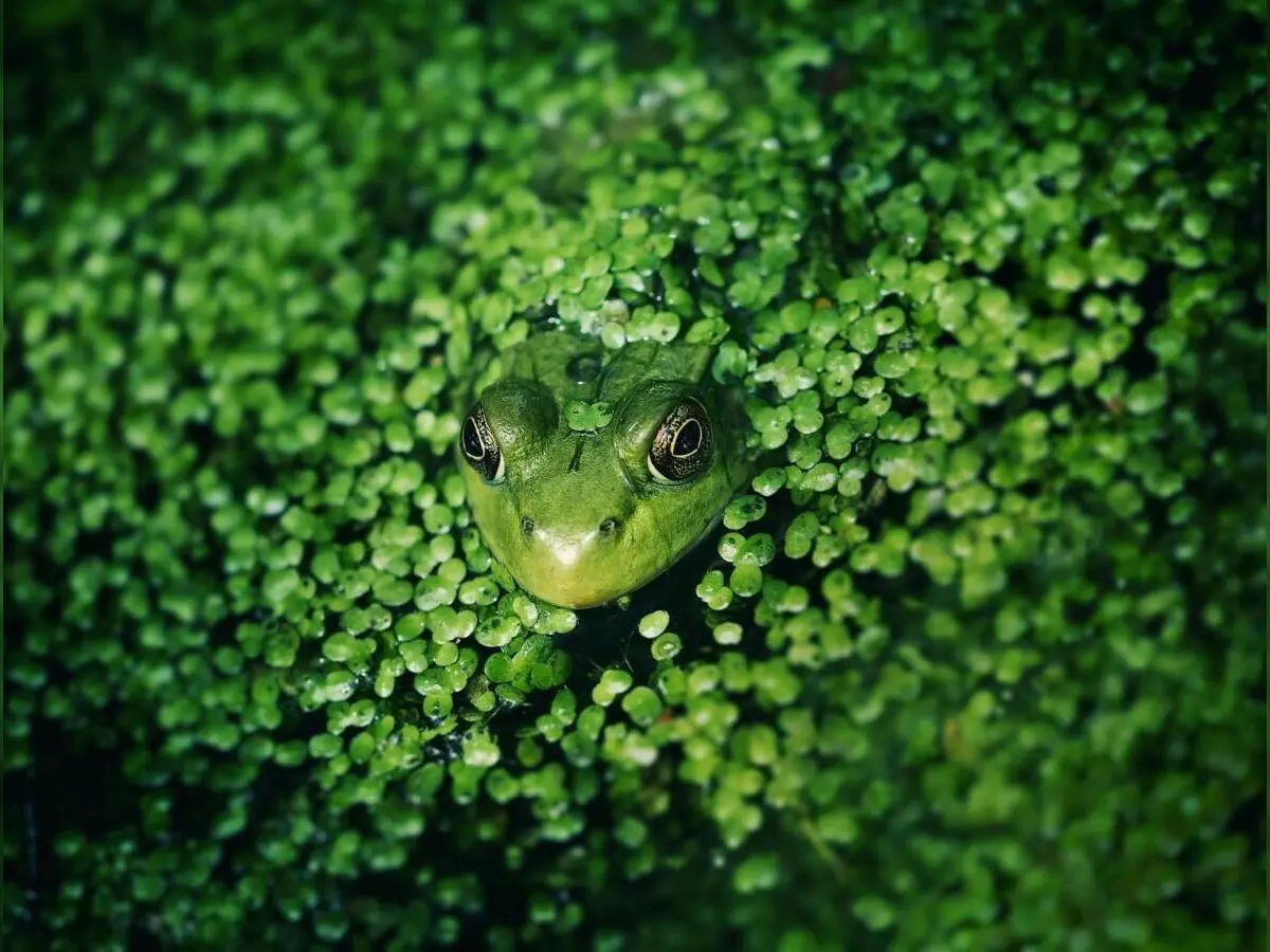 Exposition sur les zones humides et la biodiversité